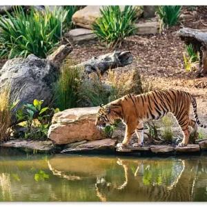 Tiger an der Wasserstelle U4JD Wandbild Top-Angebot