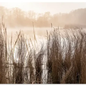 Beliebt Gräser im Nebel am Bodden bei Prerow U4OG Wandbild