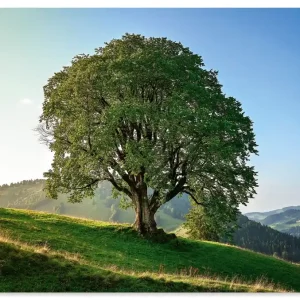 Baum in den Bergen in der Abendsonne U4FS Wandbild Neue Ware