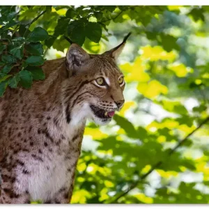 Echt Ein Luchs im Wald U3LC Wandbild