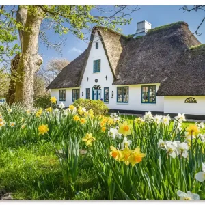 Reetdachhaus auf Sylt im Frühling U3SQ Wandbild Gratis Versand