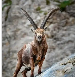 Steinbock mit großen Hörnern U3VG Wandbild Sonderangebot