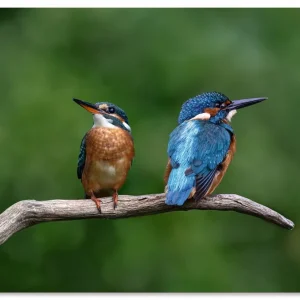 Gratis Versand Zwei Eisvogel U3LN Wandbild