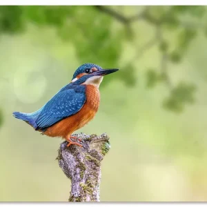 Eisvogel I U3LL Wandbild Sichere Zahlung