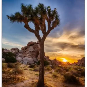 Rabatt Sonnenuntergang Joshua Tree NationalPark U3NP Wandbild