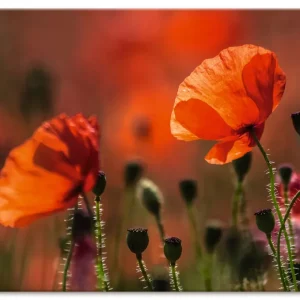 Saisonangebot Rote Mohnblumen in der Provence U2II Wandbild