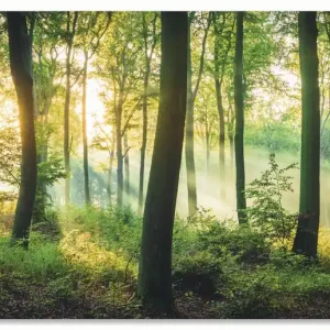 Herbst im Wald II U2JR Wandbild Preis Gesenkt