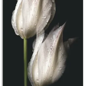 Beliebt Weiße Tulpen in der Nacht U2IA Wandbild