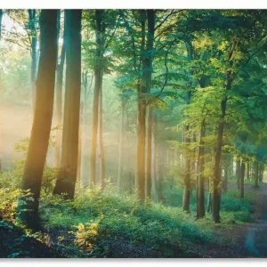 Herbstmorgen im Wald U2JQ Wandbild Solange Der Vorrat Reicht