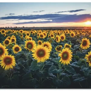 Sonnenblumenfeld, Sonne im Hintergrund U2GC Wandbild Billig