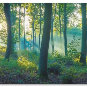 Wald Panorama U1VY Wandbild Finale Aktion