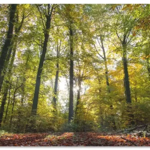 Sichere Zahlung Laubwald zum Herbst U2AA Wandbild
