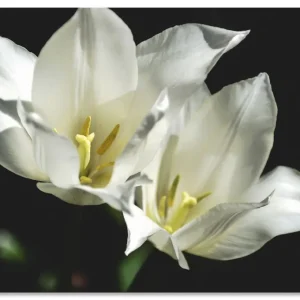 Sichere Zahlung Tulpen - weiß auf schwarz U2AL Wandbild