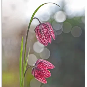 Sonderangebot Schachbrettblume U2DT Wandbild