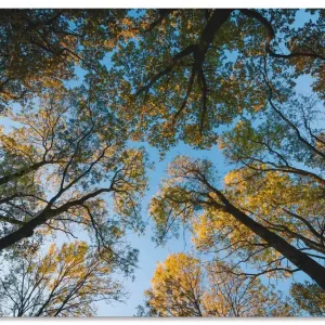 Beliebt Herbst im Wald R8AN Wandbild
