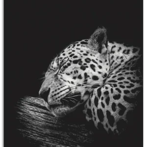 Der schlafende Jaguar U1VE Wandbild Beliebt