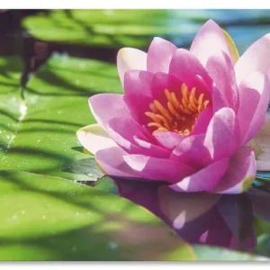 Seerose Nahaufnahme U2AE Wandbild Kostenfreie Lieferung