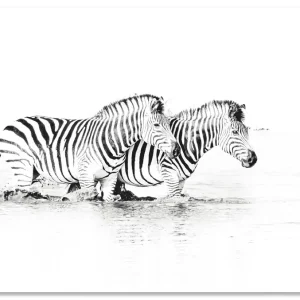Direktkauf Zebras parallel im Wasser U1SB Wandbild