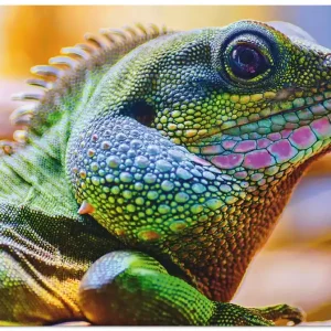 Farbiger Kopf eines Leguan R4XO Wandbild Zertifiziert