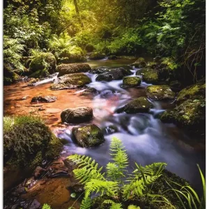 Wildbach im Wald R7NH Wandbild Jetzt Kaufen