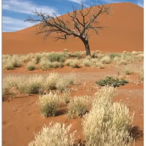 Sichere Zahlung Namib-Wüste 2 T1DI Wandbild