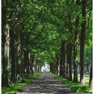 Garantierte Lieferung Allee in der Karlsaue in Kassel R3YC Wandbild