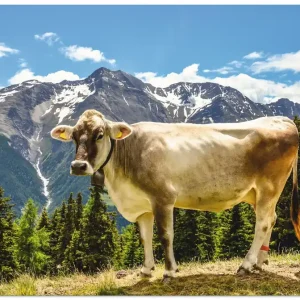 Sale Bergkuh in den Alpen im Sommer T1NN Wandbild
