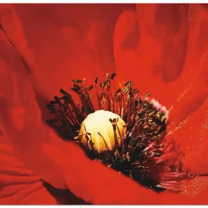Begrenztes Angebot Roter Mohn T0KB Wandbild
