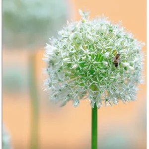 Großer Allium in Pastell T0QR Wandbild Highlight