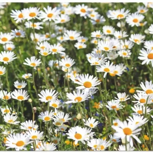Gänseblümchen S8XL Wandbild Zertifiziert
