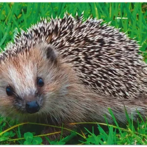 Igel Blick T3NJ Wandbild Bestseller