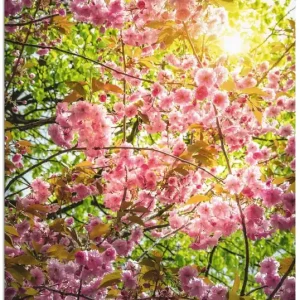 Japanische Kirschblüte S7WI Wandbild Nur Für Kurze Zeit