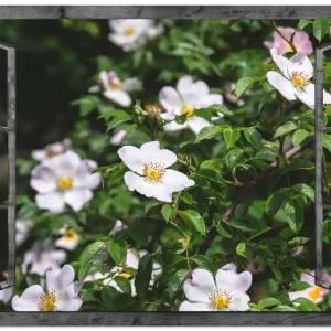 Sichere Zahlung Fensterblick - Wildrosen S8XE Wandbild