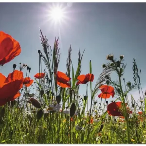 Direktkauf Mohnblumenwiese I Q3VS Wandbild