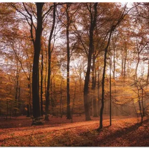 Geprüft Sonnenaufgang im Herbst II T1MR Wandbild