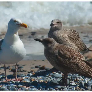 Solange Der Vorrat Reicht Möwen am Nordseestrand T1RQ Wandbild