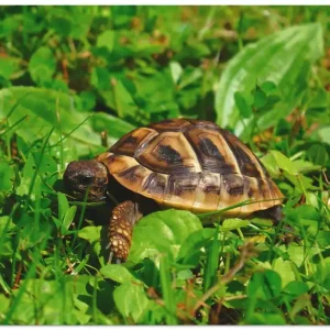 Griechische Landschildkröten Baby S8TF Wandbild Must-Have