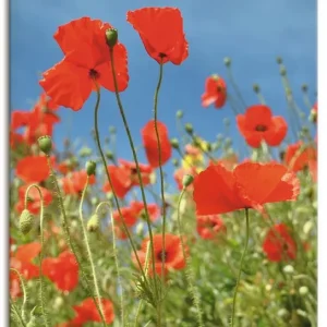 Feld mit rotem Klatschmohn S4II Wandbild Geprüft