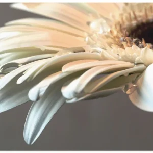 Highlight Blüte einer Gerbera T1AJ Wandbild