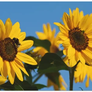 Sonnenblumen T3FB Wandbild Zertifiziert