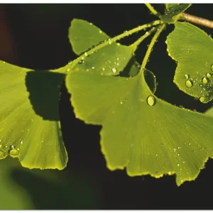 Ginkgo Blätter T2CH Wandbild Sonderangebot