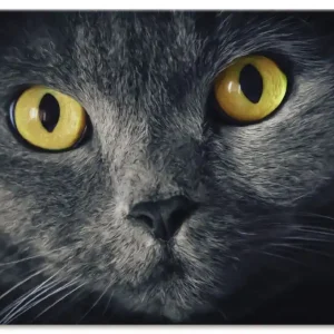 Abverkauf Katzenaugen S9PA Wandbild