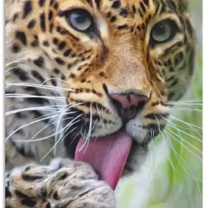 Sichere Zahlung Leopard S9GG Wandbild