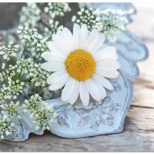 Direkt Vom Hersteller Zarte Margeriten Blüte T0CF Wandbild
