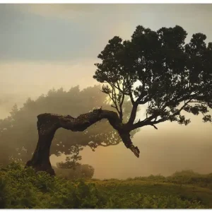 Garantierte Lieferung Lorbeerbaum T0NW Wandbild