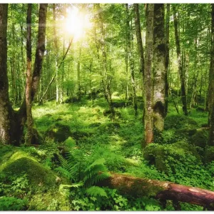 Schneller Versand Wald T1SY Wandbild