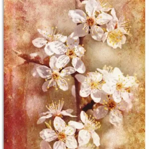 Billig Kirschblüten T2SE Wandbild