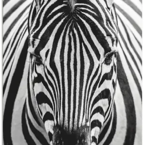 Versand Am Gleichen Tag Zebra Q7MP Wandbild