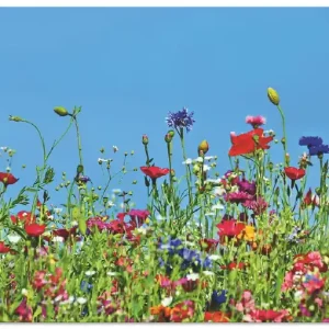 Blumenwiese II T3PC Wandbild Markenprodukt