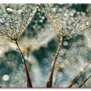 Pusteblume Regenschauer Q5WX Wandbild Super-Preis